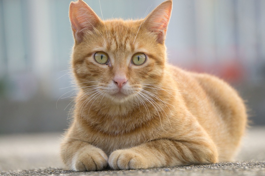 野良猫の保護団体の活動、保護の手順