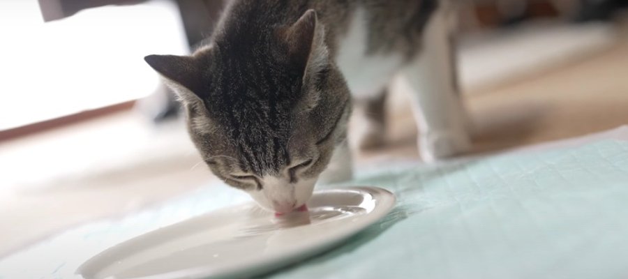 ミルクおいしい♪夏場の猫さんにナイスな水分補給アイデア