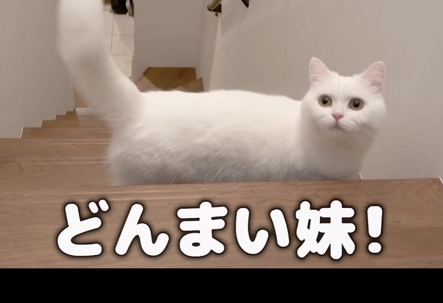 飼い主さんが旅行から帰ってきた！猫ちゃんの反応は？