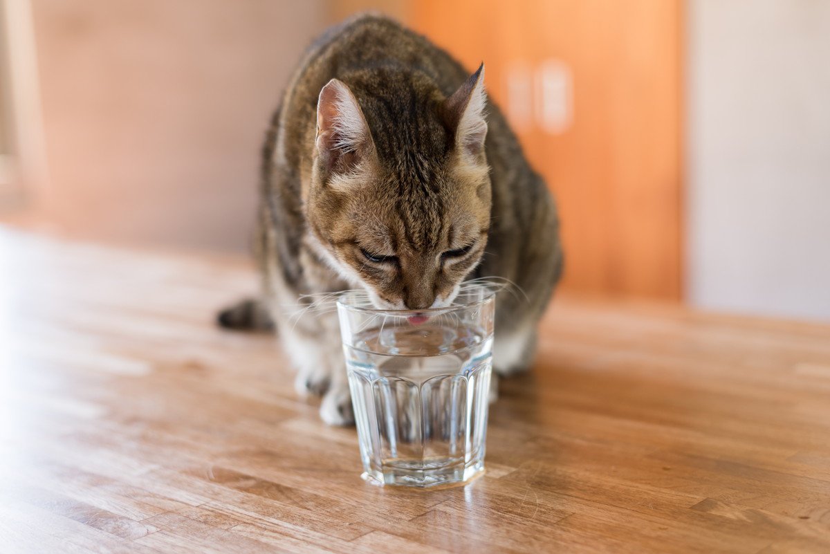 猫に飲ませても『安全な飲み物』3選　水も選び方次第で良し悪しが変わる？