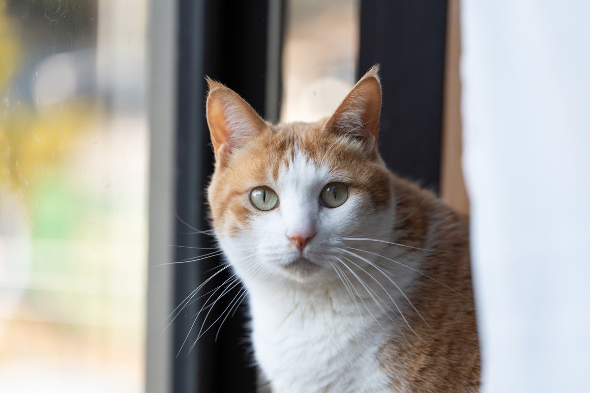 猫が落ち着いて過ごせない『生活環境』の特徴5つ　居心地が悪い原因や整えるべきポイント