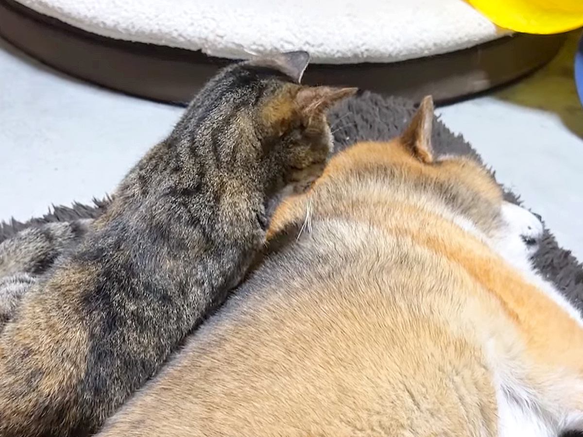 “ゼロ距離が苦手”な犬→同居猫たちが気を使う中、長女猫が甘えに来て…まさかの『大胆な行動』に「柴ふを攻略してるね」「ほんとに可愛い」