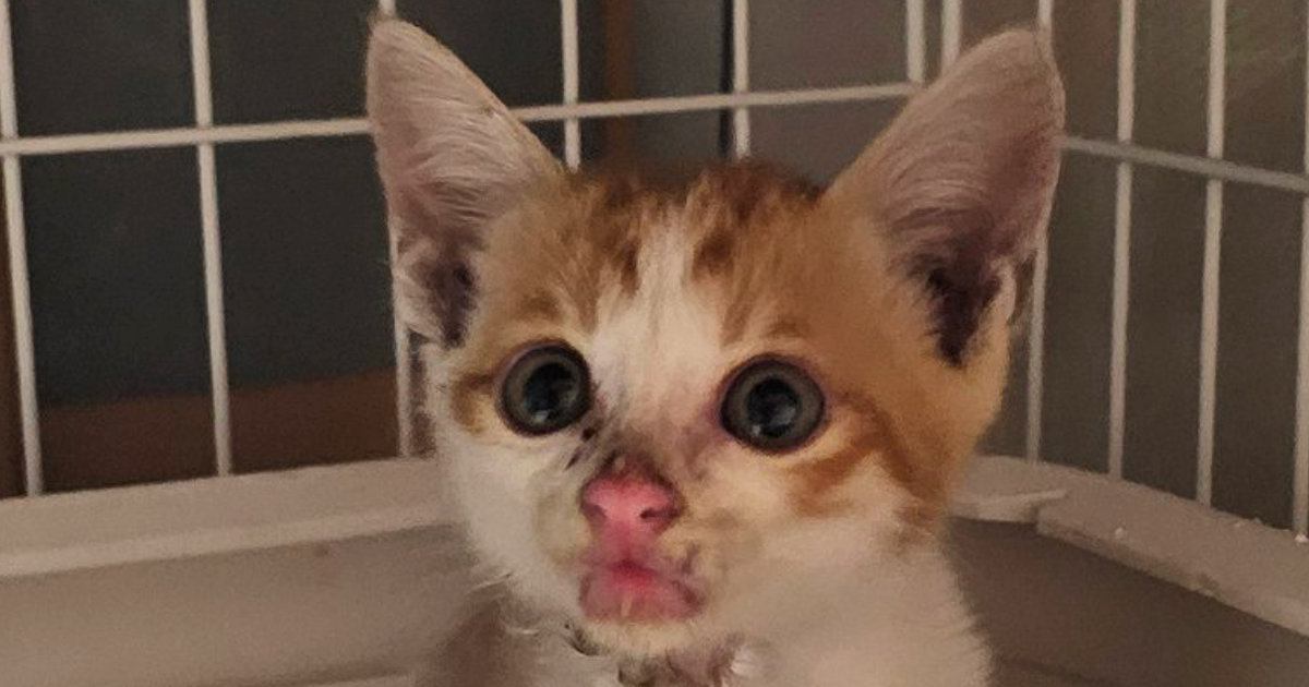 重度の皮膚炎だった『500gの小さな子猫』→約半年後…激変した『現在の様子』に感動「ご立派になられたね」「めっちゃ可愛い」と１万いいね