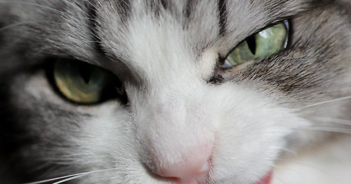 『こわいだろー！』とっても悪そうな顔をしていた猫ちゃん→良すぎる『表情』に４万いいねの反響「なんなら尊い」「アニメみたいで可愛い」