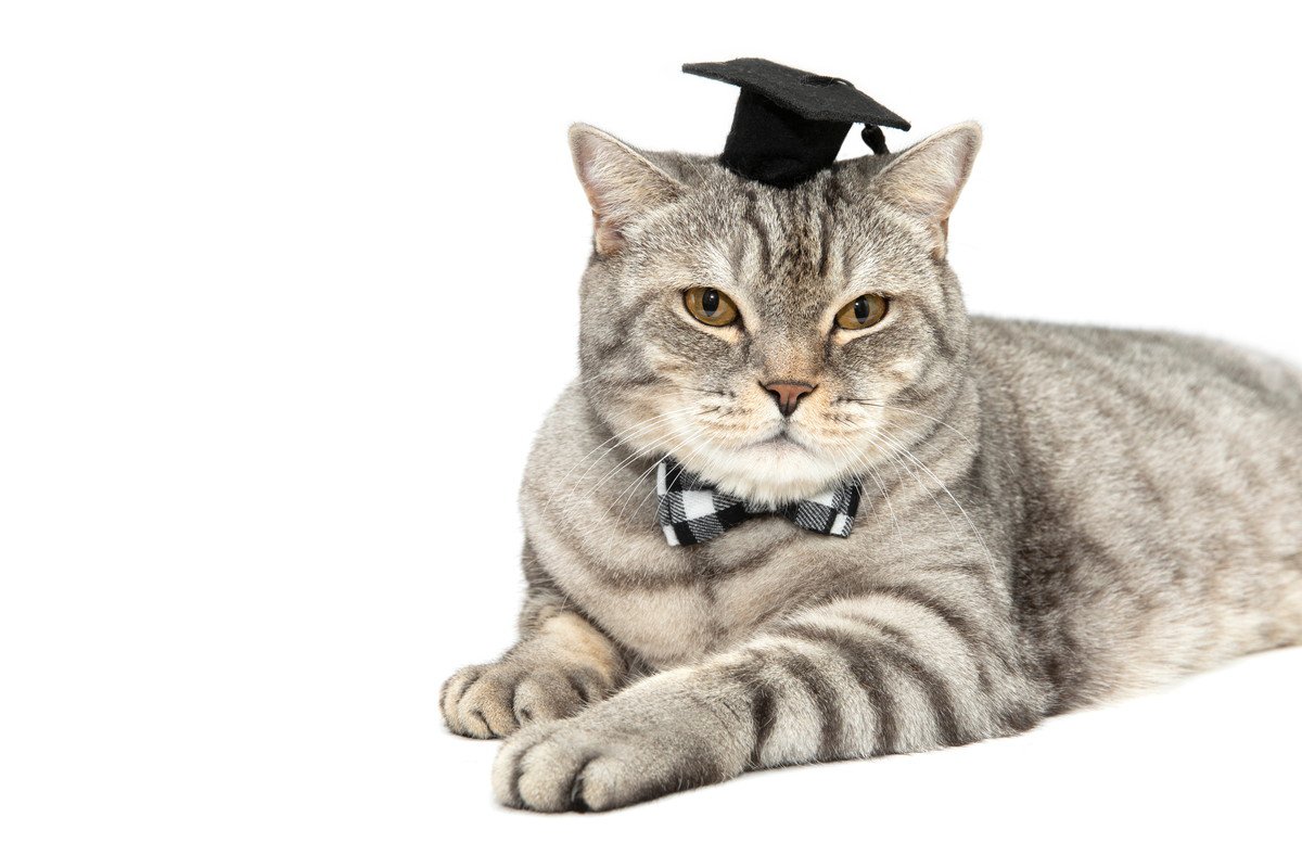 大学教授の飼い猫は「超優秀な助手」これまでに2度も新種ウイルスの発見に貢献！米国