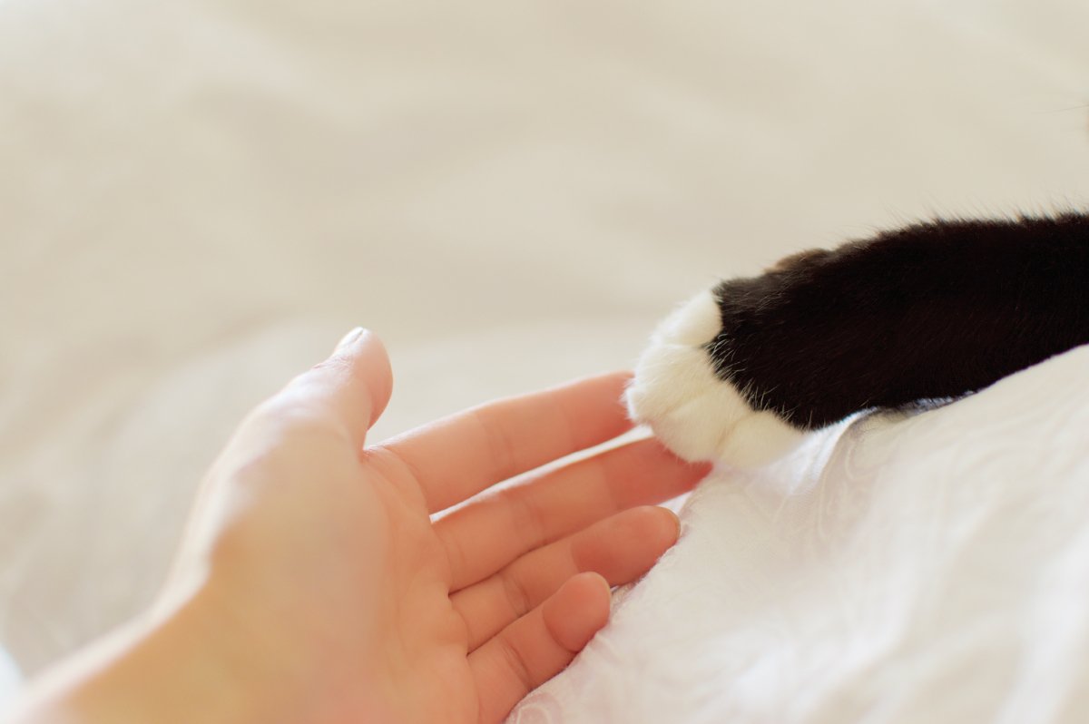 猫への『虐待』を見かけたときの対処法3つ　どんな行動を取るべき？助けるための手段とは