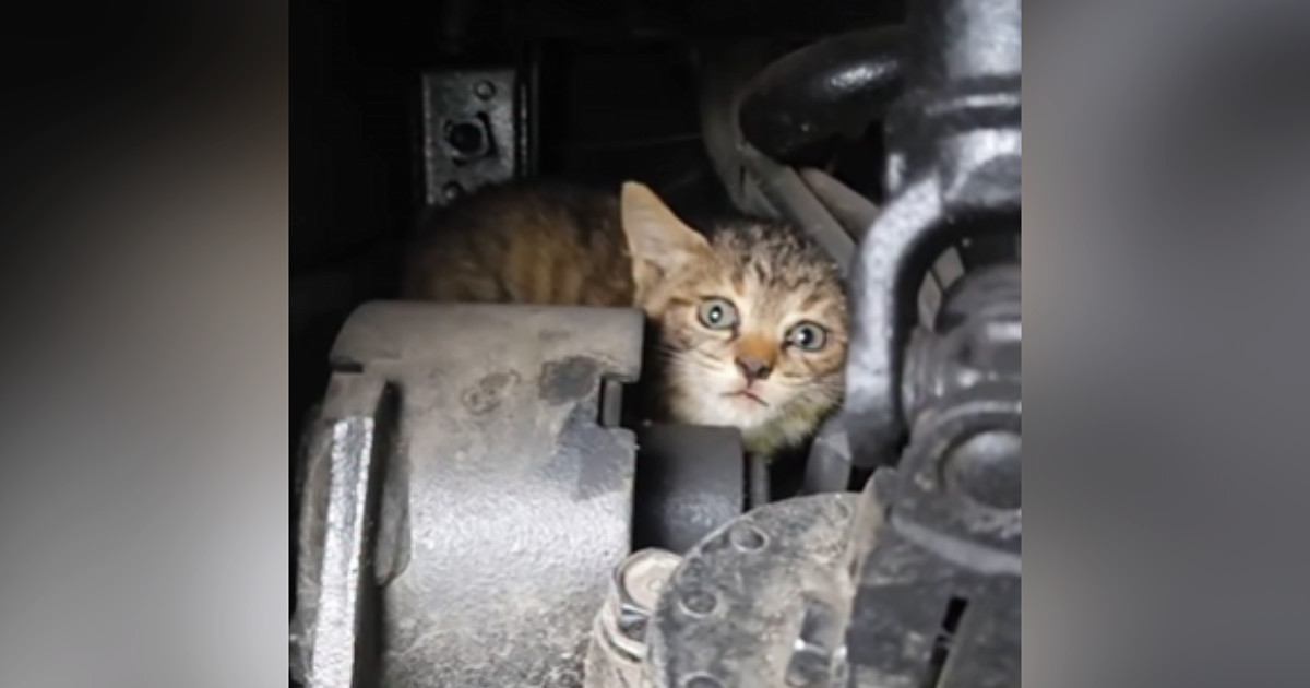 トラックの『エンジンルームの中にいた子猫』を保護した結果…可愛すぎる『半年後の光景』が174万再生「強運の持ち主」「ウルウルきた」