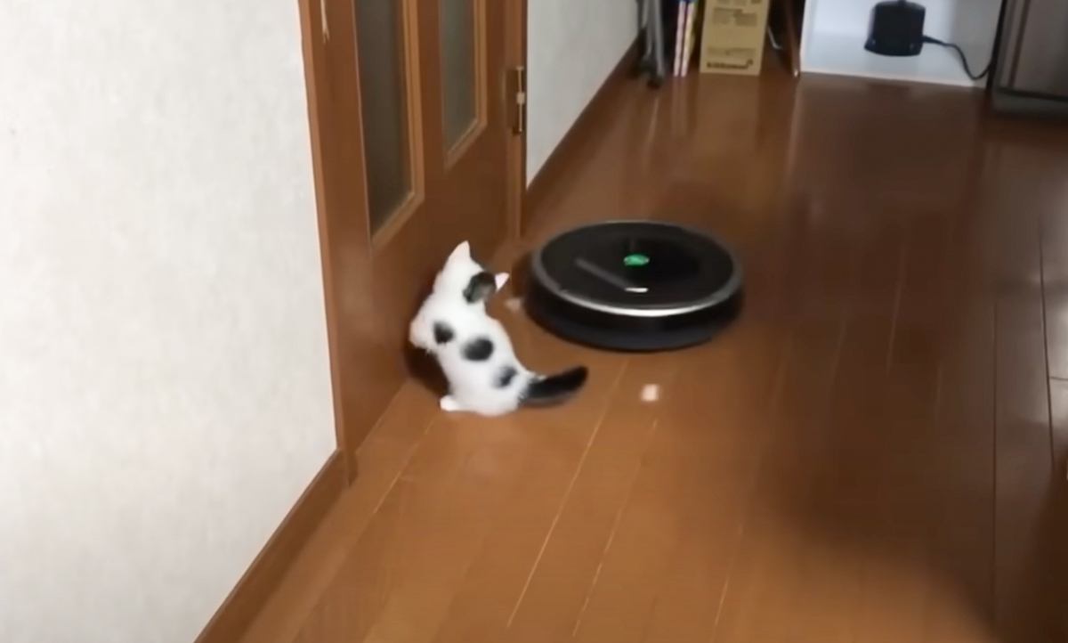 『ロボット掃除機が接近』してきたら、『小さな子猫』は…可愛すぎて思わず笑っちゃう瞬間が605万再生「追いつめられるｗ」「ヤバい可愛い」