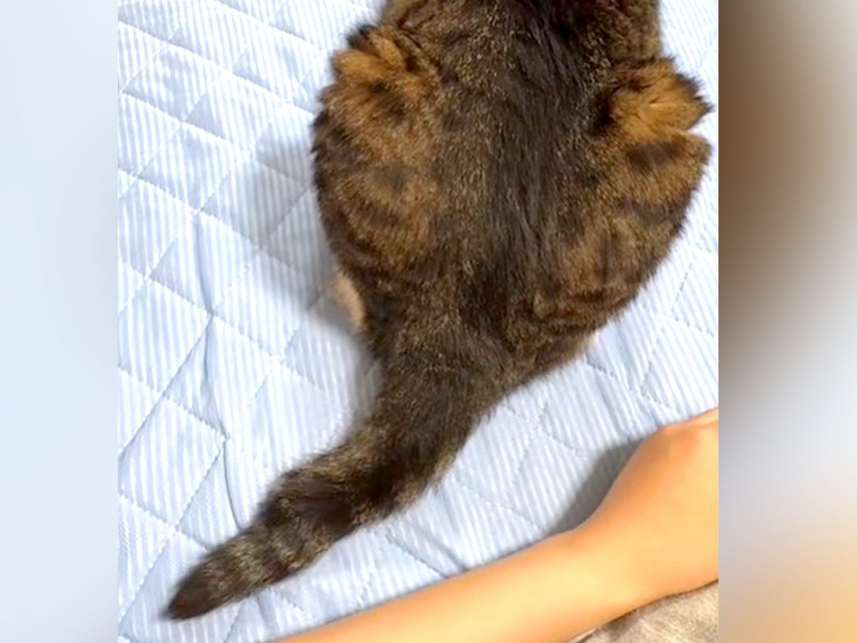背中を向けて座る猫→『しっぽ』に触れていた腕をわざと離してみたら…ときめきが止まらない『尊い反応』が話題「磁石みたい」「最後の表情よｗ」