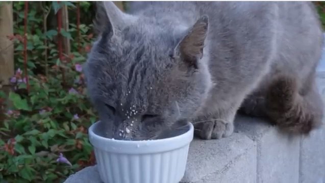 野良猫から愛猫に…幸せを掴むまでの記録