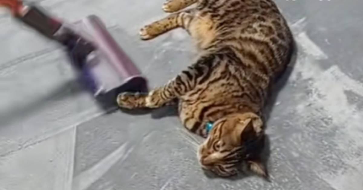 掃除機をかけはじめると、猫が近くにやって来て…あまりにも予想外な『衝撃の行動』が419万再生「避けるかと思ったらｗ」「反対側も希望ｗ」