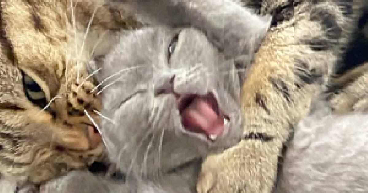 先輩猫に頭をカプッと『甘噛みされた子猫』…思わず笑ってしまう『可愛すぎる反応』に６万いいね「見事なやられ顔ｗ」「臨場感がすごいｗ」