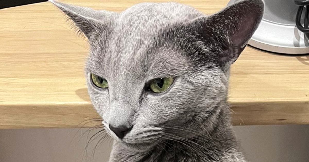 「中におっさん入ってる？ｗ」膝の上でくつろいでいたネコ→あまりにも個性的な『座り方』に爆笑の声「猫だよね？ｗ」「カンガルーかな」