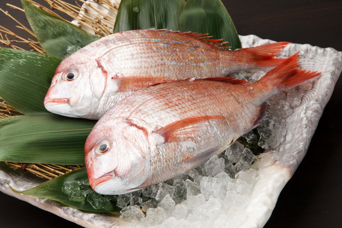 【獣医師監修】猫は鯛を食べても大丈夫?刺し身は危険?栄養素と効果、正しい与え方から注意点まで詳しく解説