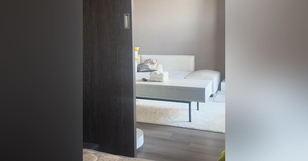 朝起きて部屋の様子を見ると、ソファの上で『猫と犬』が…あまりにも尊い『幸せな光景』が8万再生「可愛すぎて叫んだ」「大好きなのね」