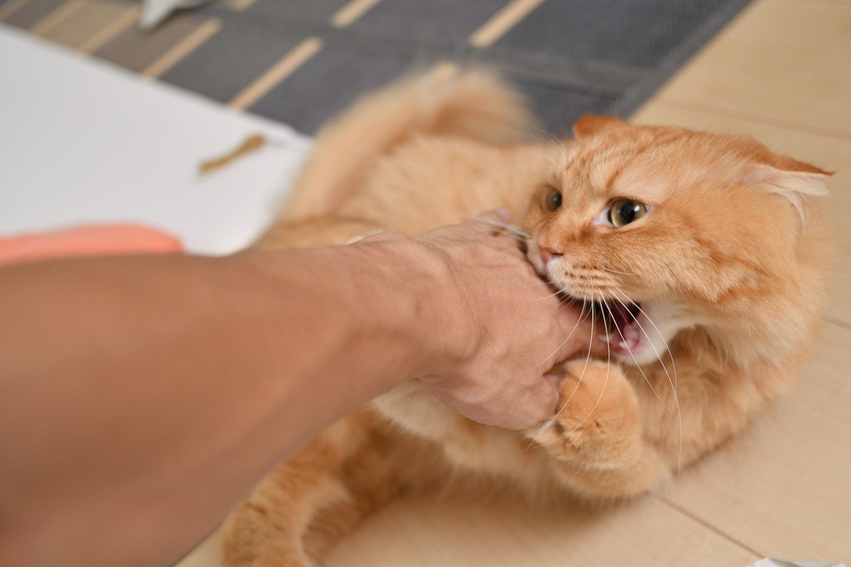 愛猫の『メンタルが弱っている』4つのサイン　愛猫のストレスチェックをしてみよう