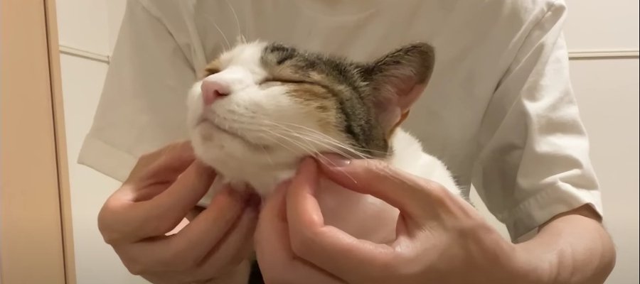 うっとり顔がたまらない♡至福のマッサージで猫ちゃんを"おもてなし"