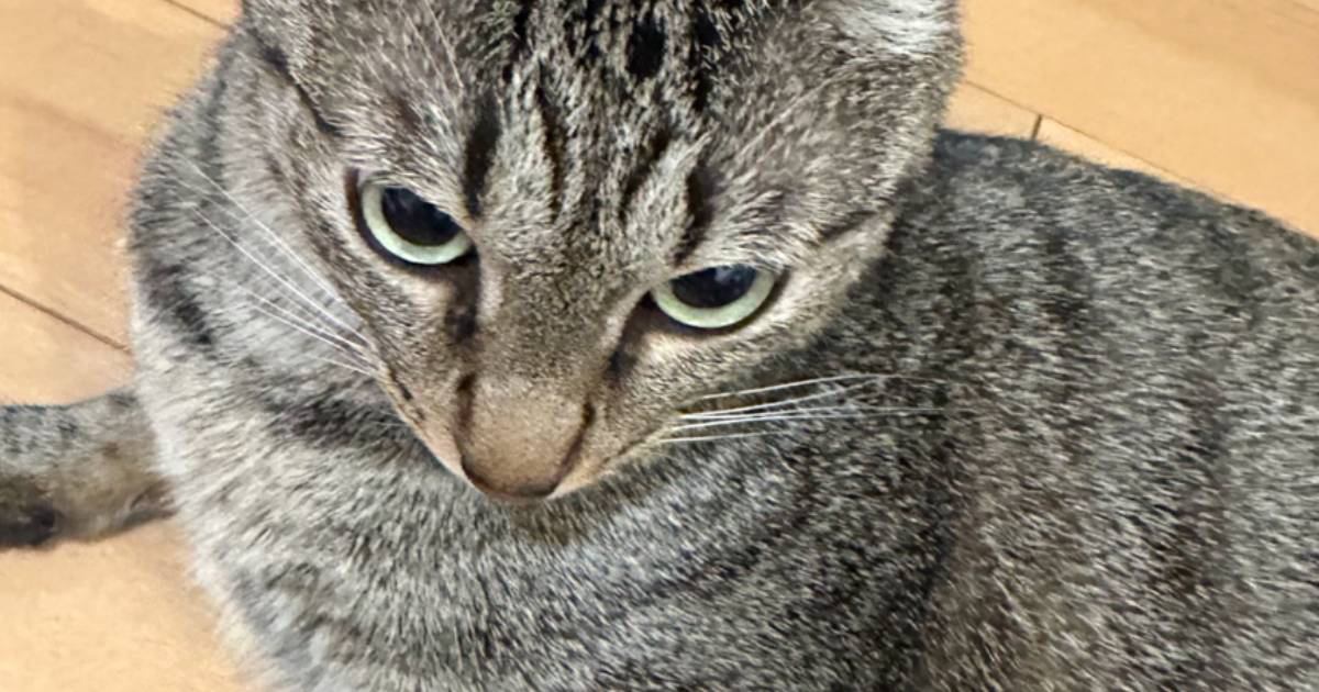 飼い主さんがふと『愛猫の耳』を見てみたら…今にも『羽ばたきそうな光景』に3万9000いいね「もうすぐ飛ぶね」「ジェット機だ」と話題に