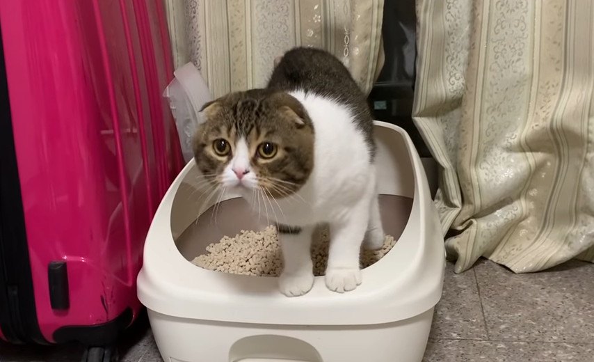 トイレの後はハイテンションで猛ダッシュする猫さん！