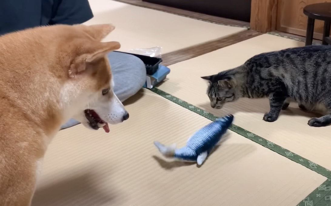 猫の誕生日に『魚のおもちゃ』をプレゼントしたら…興味津々な犬猫の行動がほっこりすると45万再生「癒やされた」「素敵な家族」の声