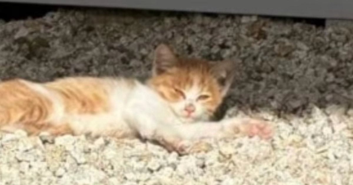 寒空の下、自宅の敷地内で『足を引きずる子猫』を発見……思わず感動する『命のリレー』が22万再生「よく頑張ったね」「愛が溢れてる」