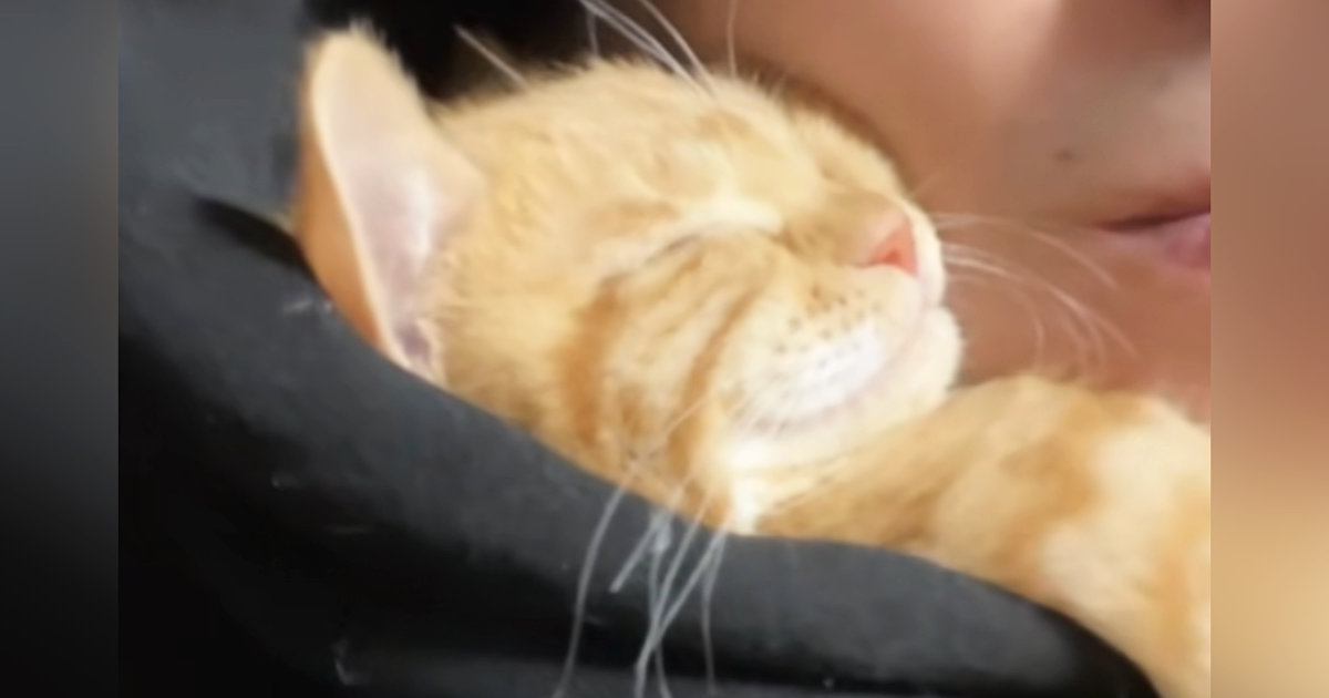 寒い日、子猫が『暖を取る場所』として選んだのは……『幸せすぎる瞬間』が21万再生「winwinだね」「ふたりとも可愛いｗ」と話題