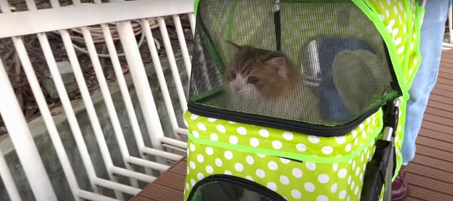 タイで暮らす猫ちゃんが公園をお散歩♪ 初ペットカートでわんちゃんに遭遇したら…？