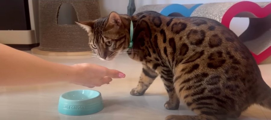 お薬が苦手な猫くん！おやつの中に入れたら飲めるかな？