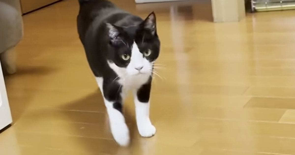 ママとパパが交互に『猫の名前』を呼んだ結果…可愛すぎる反応に癒される人が続出「選べないよね〜」「幸せそうな顔がたまらない」