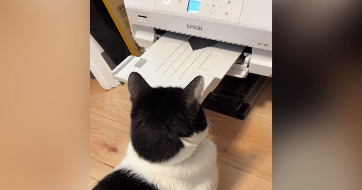 プリンターの前から動かない猫→印刷を開始したら…「見ていて気持ちいいｗ」笑ってしまう『まさかの反応』が262万再生「強い意志を感じるｗ」