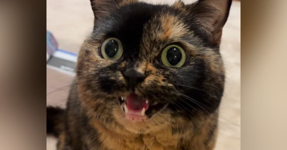 猫に『おはよう』と何度もあいさつしてみると…胸がぎゅっとなる『可愛すぎるお返事』が37万再生「キュンときた」「なんて賢いの」