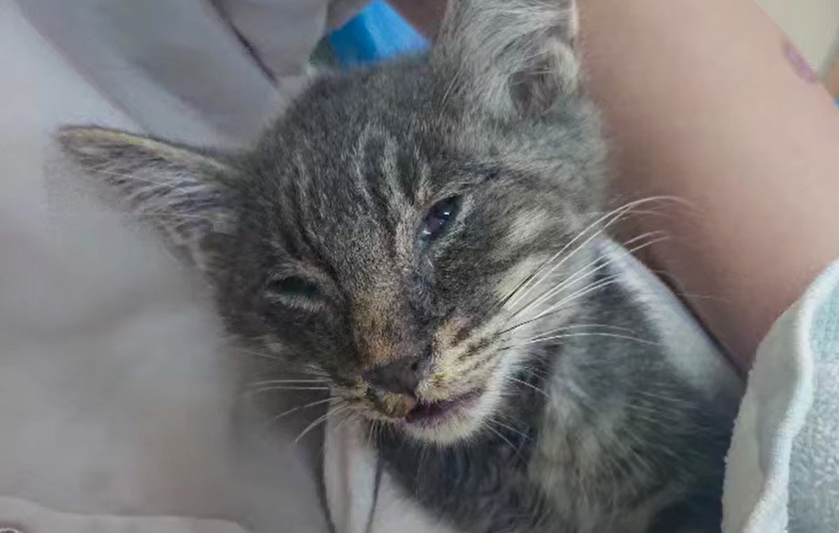 大雨の中、"助からないかも"と言われた猫と家族になったら…3年後の『大きく変化した姿』に「奇跡」「幸せたっぷりだね」と感動の声！