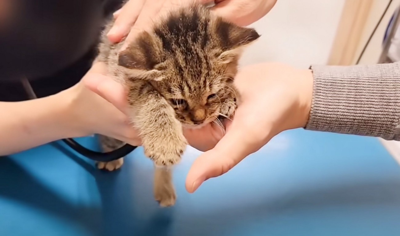 4匹の保護猫を連れて動物病院に行ったら…奇跡的すぎる『まさかの出会い』が78万2000再生「運命だ」「涙が止まらない」と感動の声