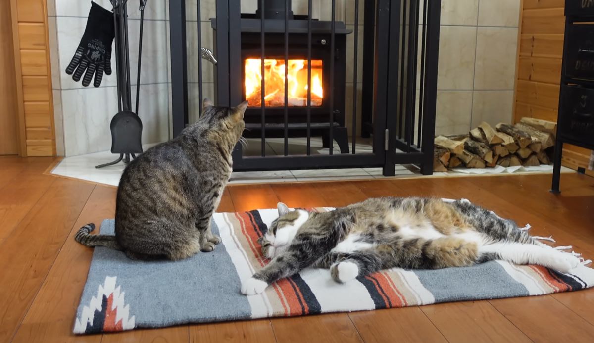 寒波が来て雪が降った日、薪ストーブをつけたら猫が…『みんなでぬくぬくと過ごす様子』に癒される人続出「幸せだね」「休日のおじさんみたい」