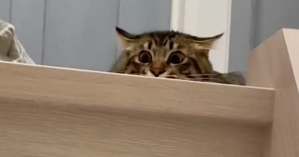 髪を大幅にカットして帰宅した結果→愛猫が見せた『可愛すぎるリアクション』に笑ってしまう人が続出「変わりようが凄いｗ」「結構驚いてるｗ」