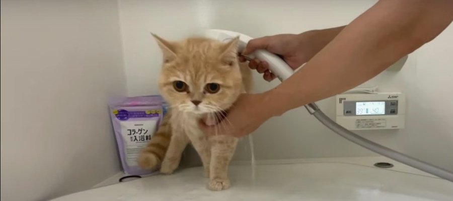 避難先が可愛すぎ♡初めてのシャワーにおびえる子猫ちゃん