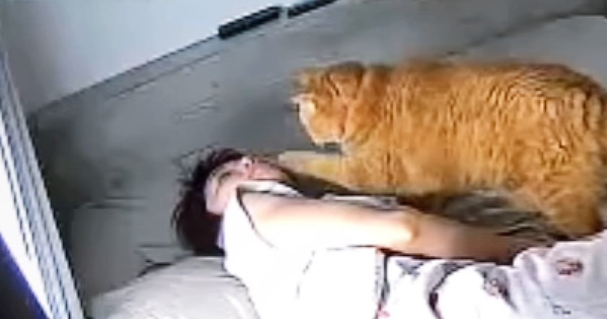 毎朝『飼い主を起こしにやってくる猫』…二度寝、三度寝にも負けない『健気な様子』に17万いいね「優しい起こし方」「デレデレで羨ましい」