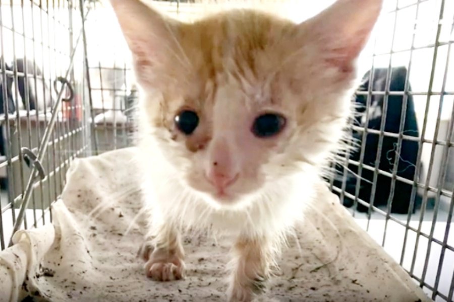 排水溝から子猫の鳴き叫ぶ声…女性の必死の願いで救出成功へ！