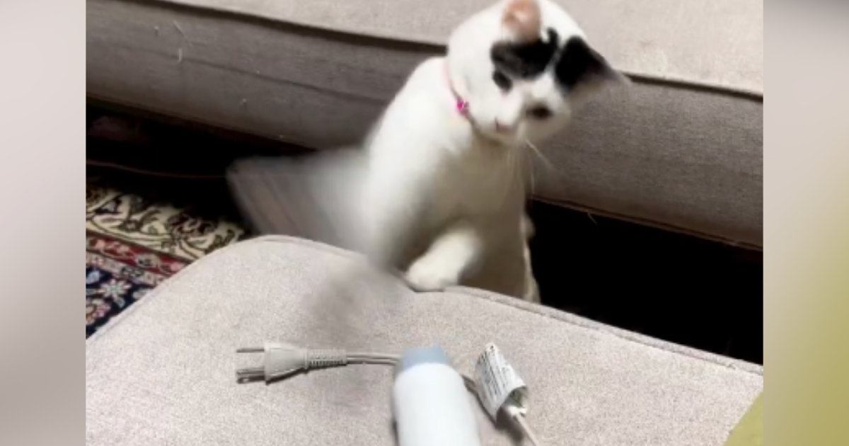 置いてあった『ドライヤー』相手に、猫が…本気で『戦い始める光景』に爆笑する人が続出「だいぶ激しいｗ」「可愛すぎて涙が出たｗ」と48万再生