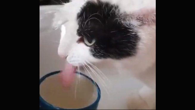 朝シャンと水分補給を兼ねる？独特な水飲みスタイルの猫が話題！