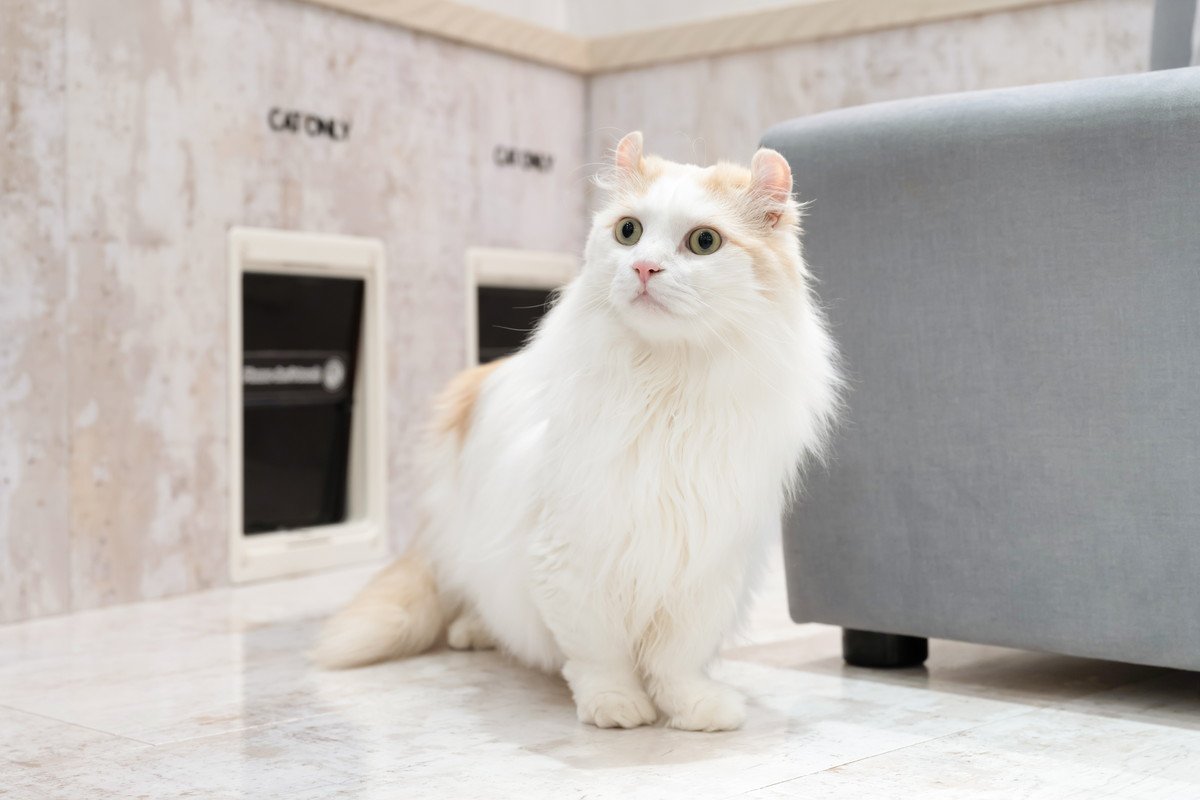 『大きくならない』傾向にある小さめな猫種4選　種類ごとの特徴や飼育のコツも解説