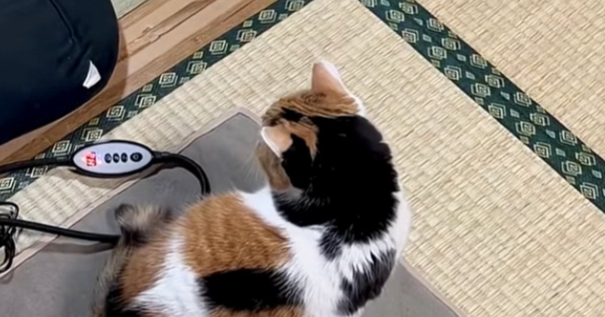 お父さんに甘えたくて待機する『三毛猫』→お風呂から出てくると…尊い光景に癒される人続出「万病に効きそう」「相思相愛だね」と11万再生