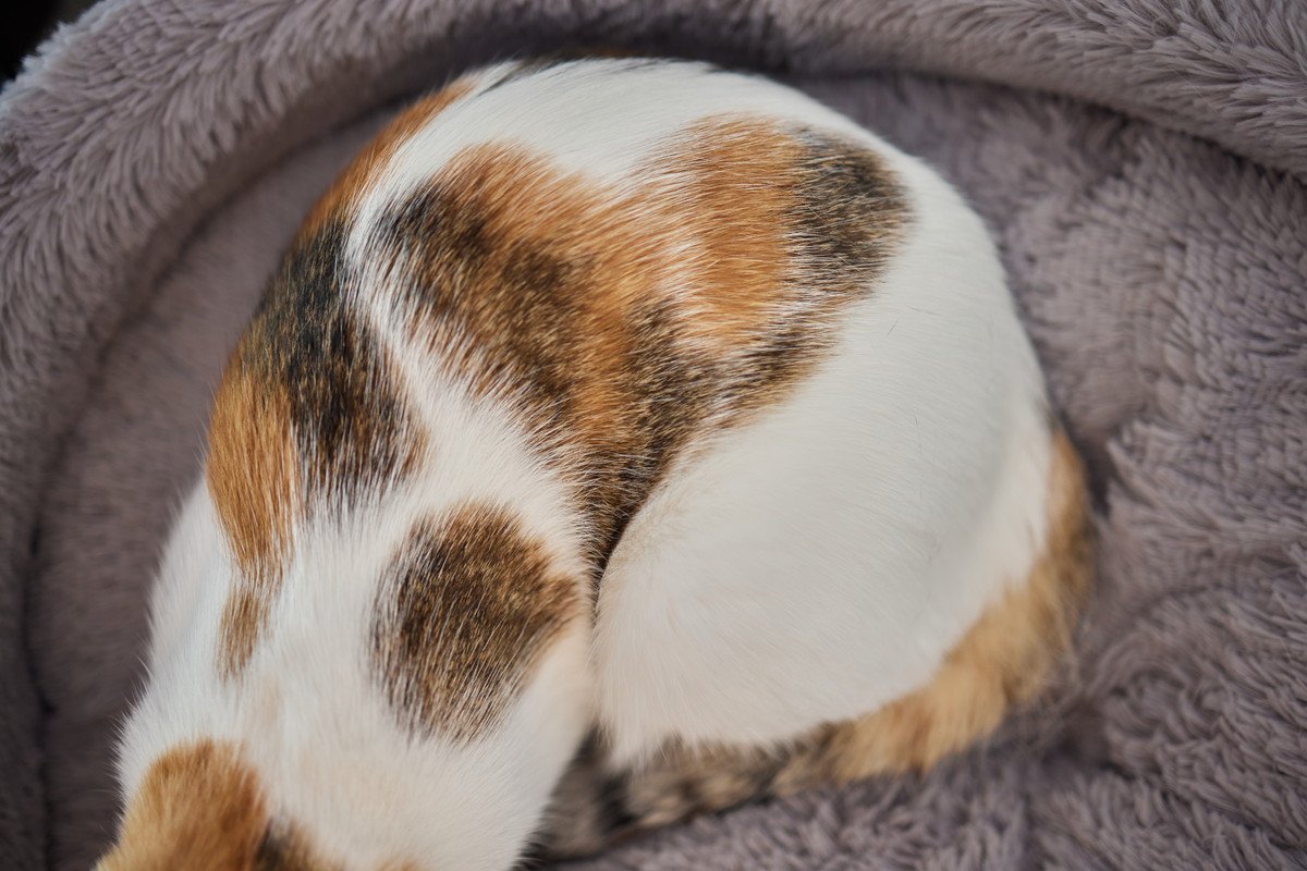 猫たちの体にあらわれる『ユニークな模様』4選　タキシードや牛柄…猫神様のイタズラ？！