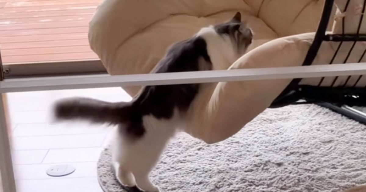 ドジっ子な猫が『ハンギングチェア』に乗ろうとした結果…想定外の『情けない光景』に爆笑の声「可愛すぎるｗ」「永遠に見ていられるｗ」
