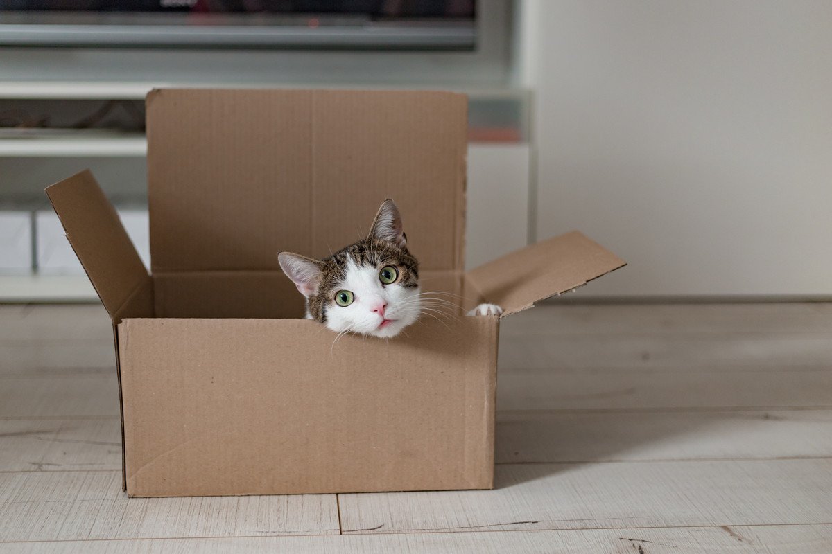 猫が『箱』に夢中になってしまう理由3つ　隙あらば入りたがる心理や好みやすい条件も