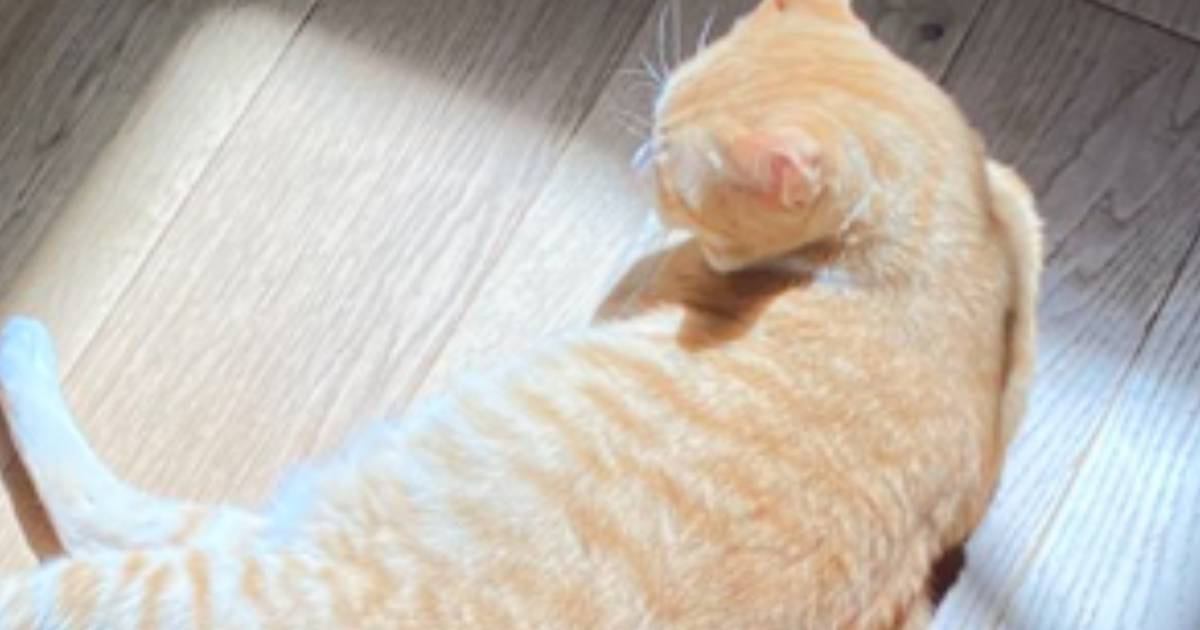 「なんかとっても素敵」床に寝転がる猫の様子を見てみると…あまりにもカッコいい『神々しい光景』に3万3000いいね「お芝居が始まりそうｗ」