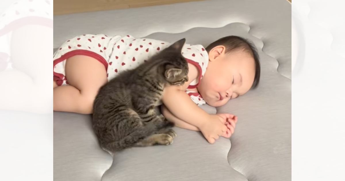 近くにやって来た小さな子猫に……生後8か月の赤ちゃんがとった『驚くべき行動』が217万再生「幸せすぎる」「尊くて泣けた」と大反響