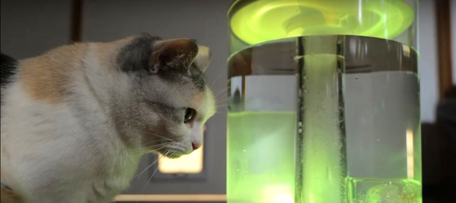 どうしても加湿器のお水が飲みたい猫ちゃん