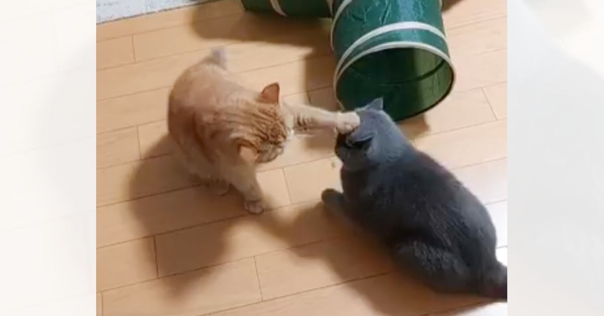 猫たちの『バトル』を見ていたら……想像をはるかに超えてくる『平和な争い』に6万いいね「速すぎる?w」「ニヤけてしまったw」