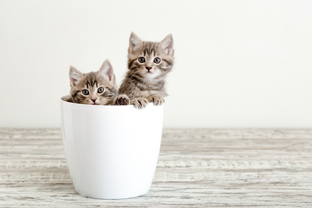 猫を多頭飼いするなら『2匹同時』に迎えるべき？　良い点・悪い点から抑えておきたいポイントまで